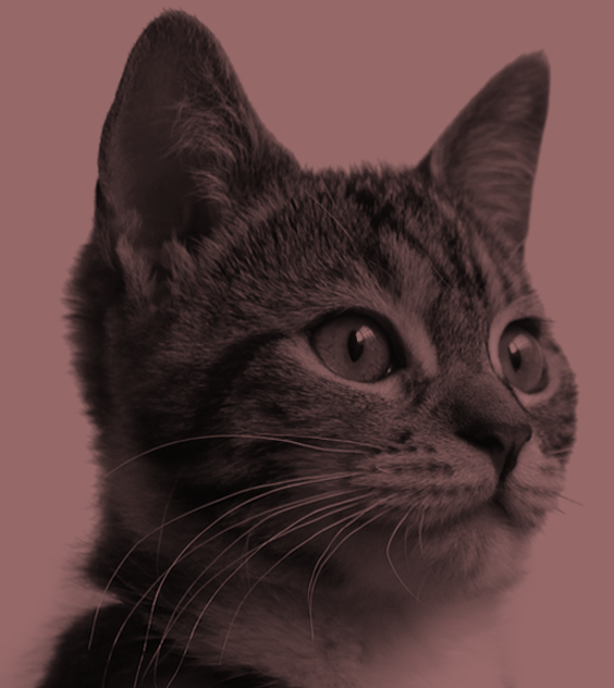 gato-banner.png